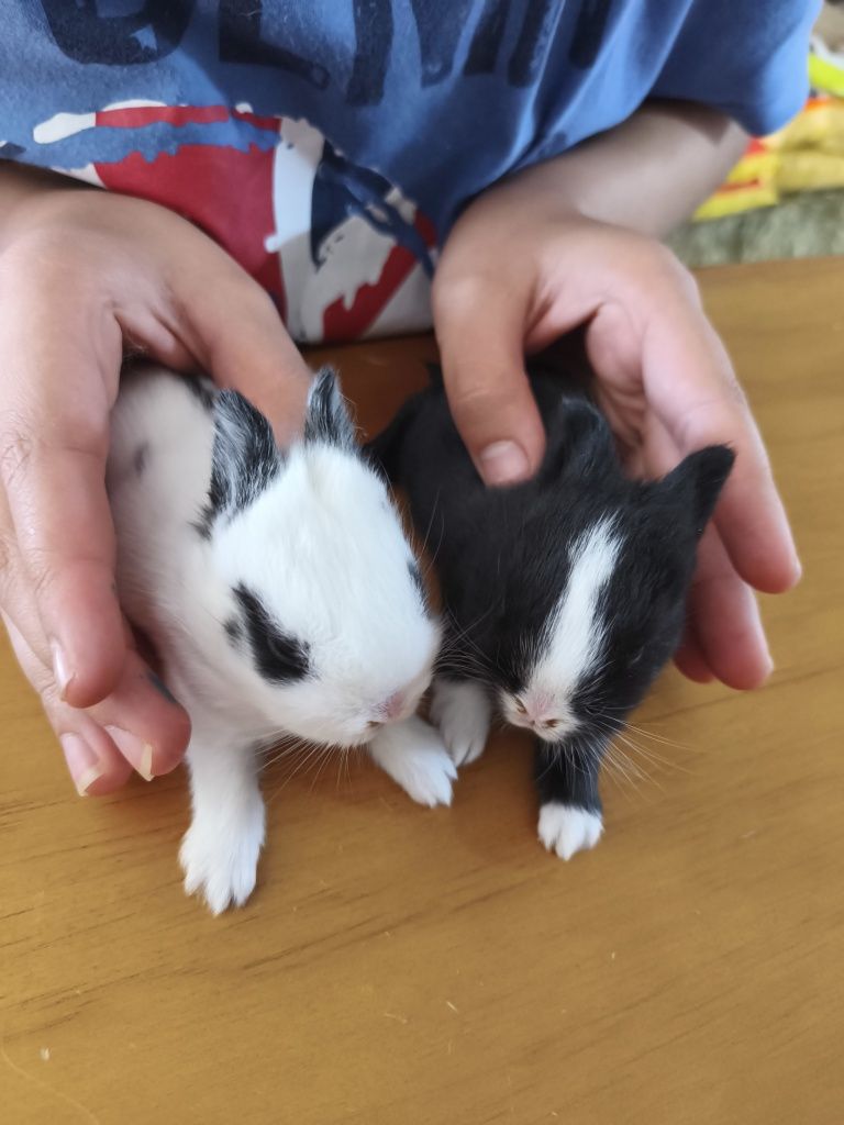 Coelhos anões lindos