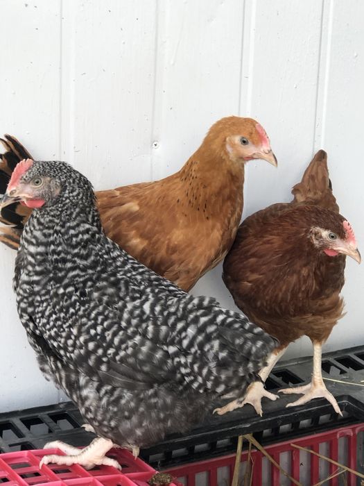 Kurki kolorowe Rosa młode kurki odchowane