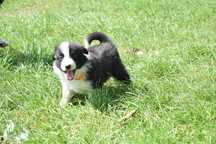 Border collie szczenię - suczka