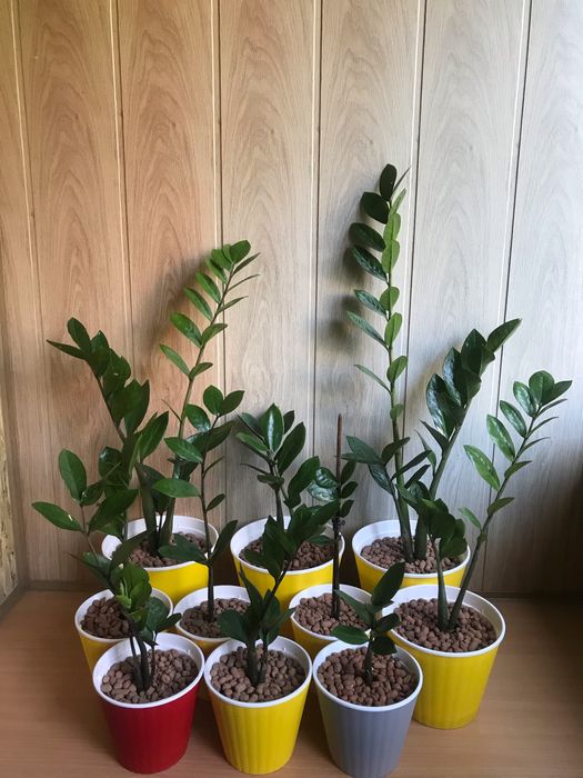 Кімнатні рослини Заміокулькас (8 шт.)