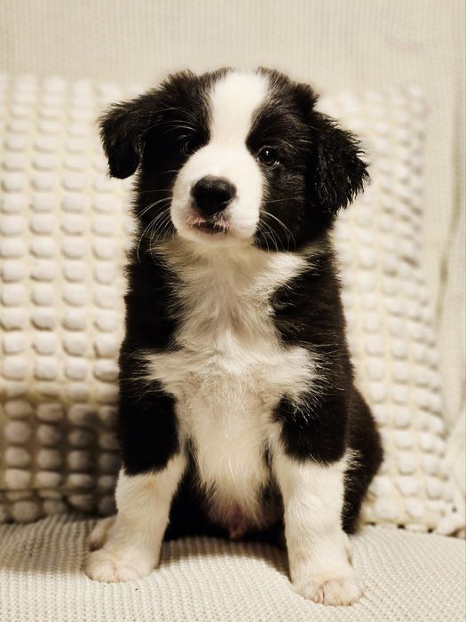 Border Collie ZKwP/FCI