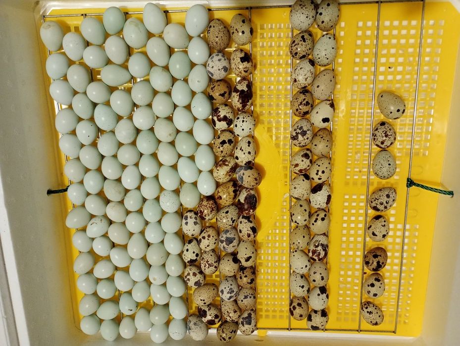 Інкубаційні яйця перепелів породи Техаський,Фенікс та Селадон