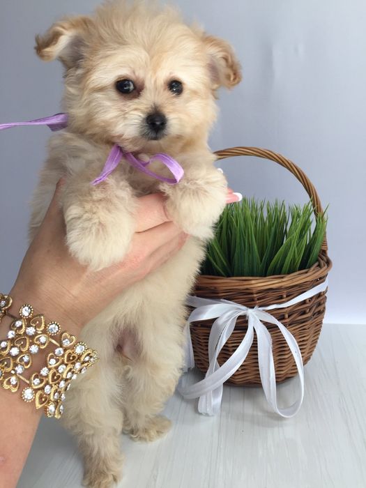 Помапу неймовірні дівчатка