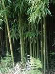 Canas de bambu natural
