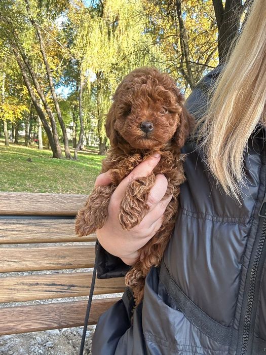 Niesamowita dziewczynka toy pudel FCI