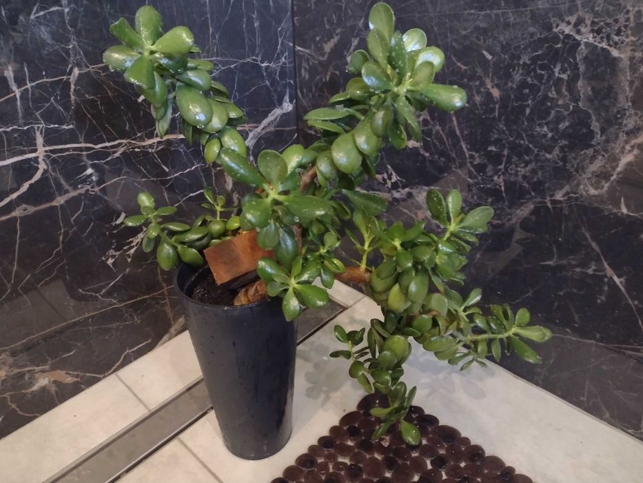 TANIO Sprzed lub zamiana Drzewko szczęścia grubosz