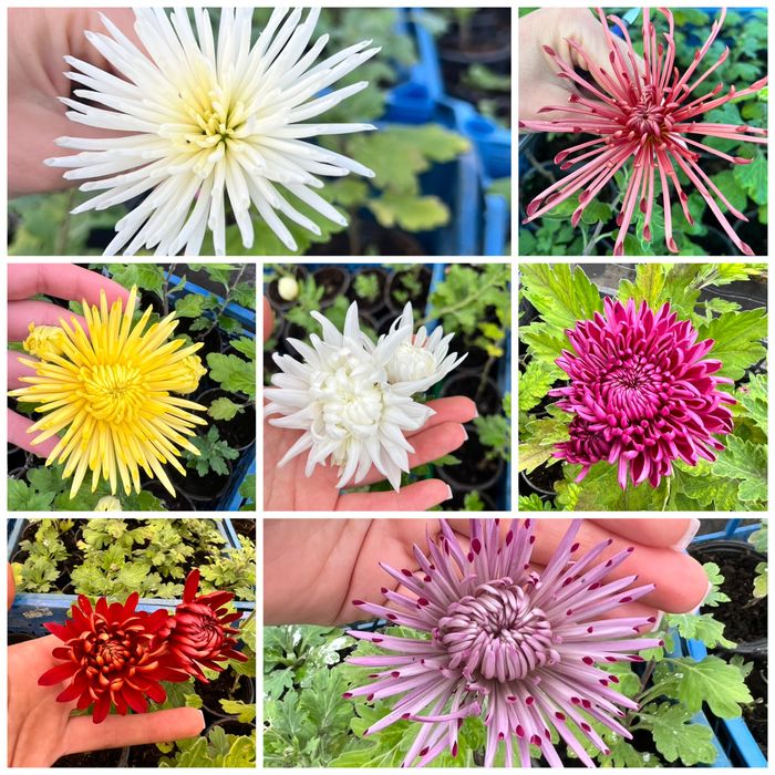 Хризантема горшкова великоквіткова