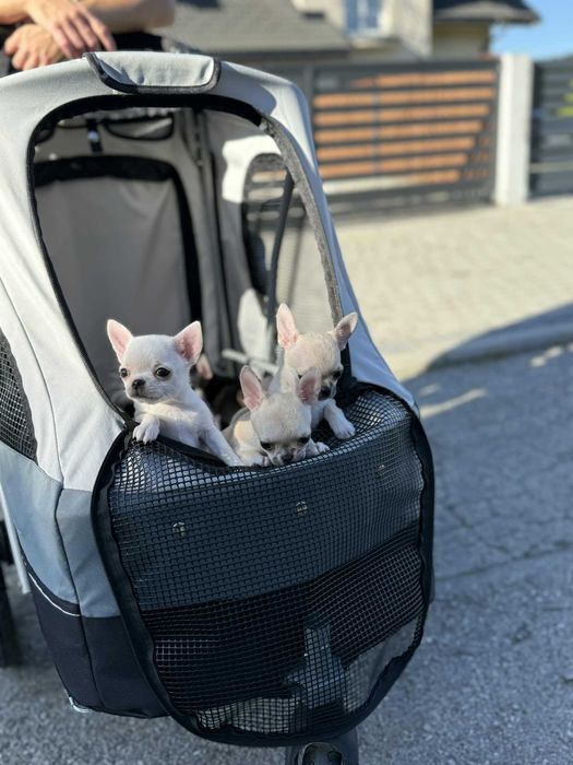 Maleńka prześliczna sunia chihuahua krótkowłosa ZKwP FCI