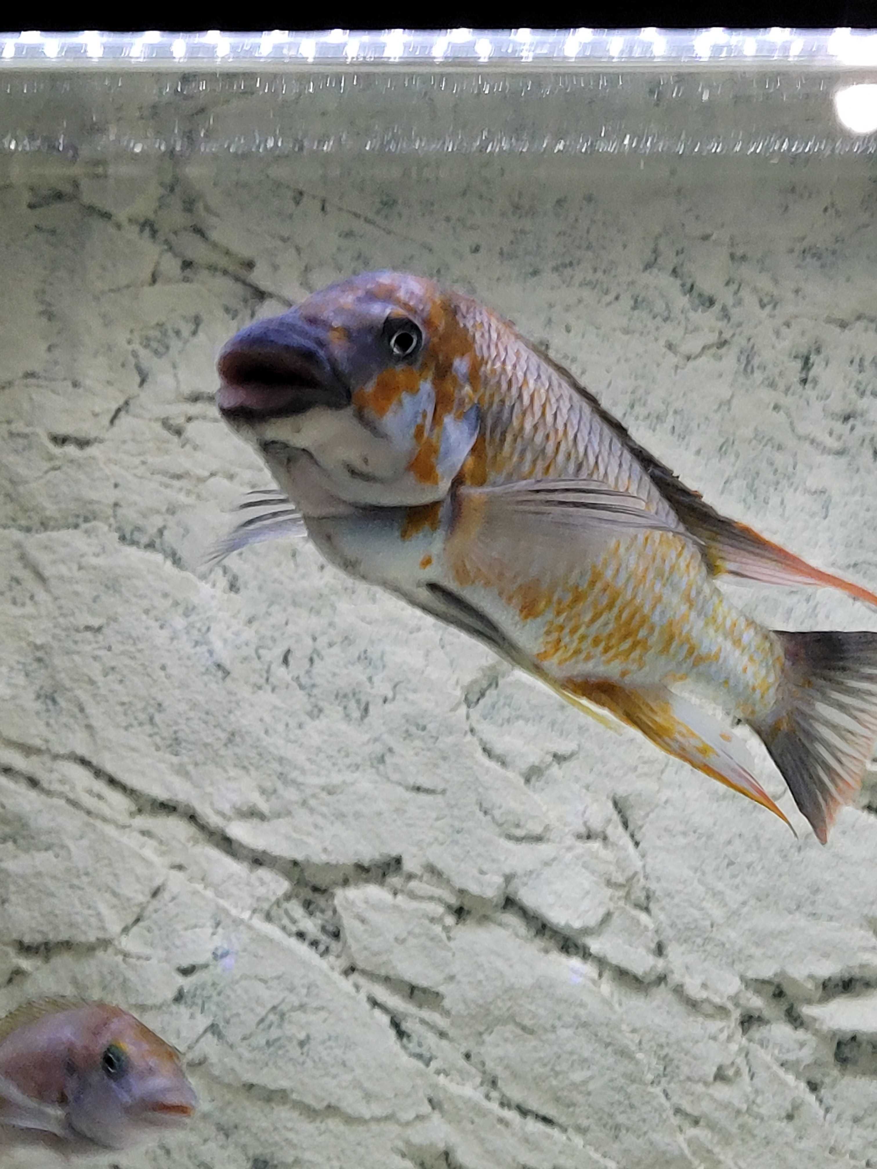 Rybki Petrochromis kazumbe orange kigoma