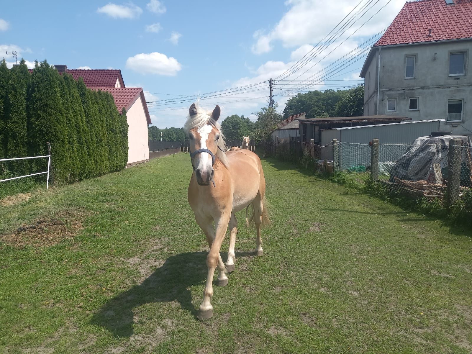 Klacz i ogier rasy haflinger