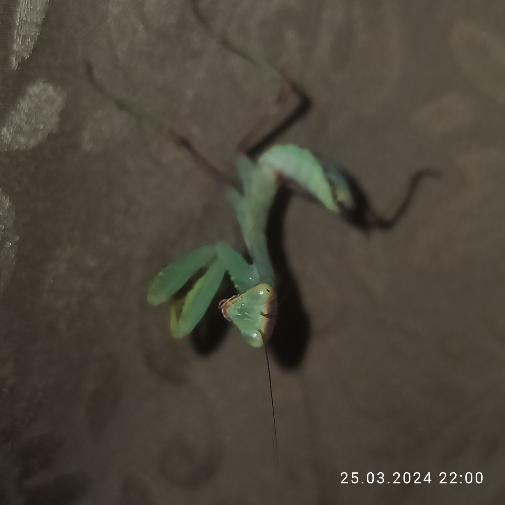 Mantis Древесный