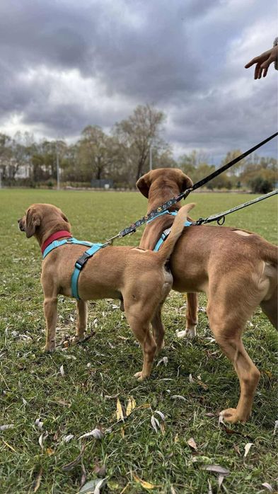 Pigmej i Platon szukają wspólnego domku