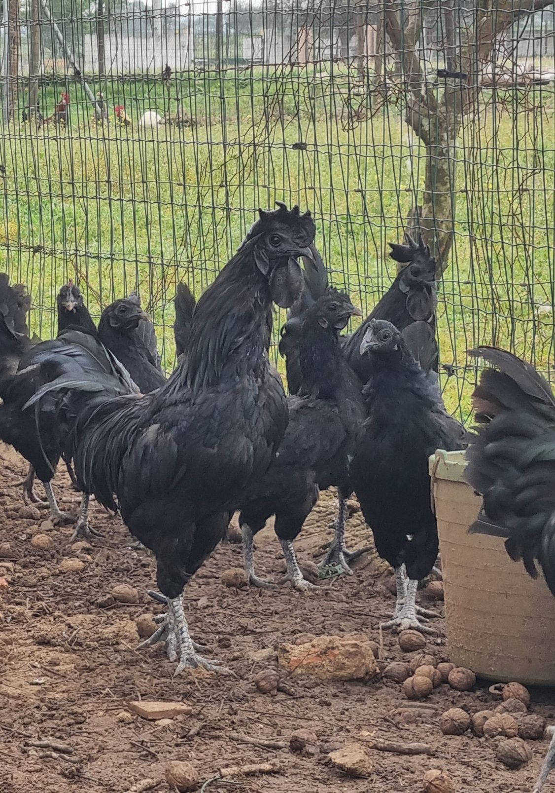 Aves Ayam Cemani