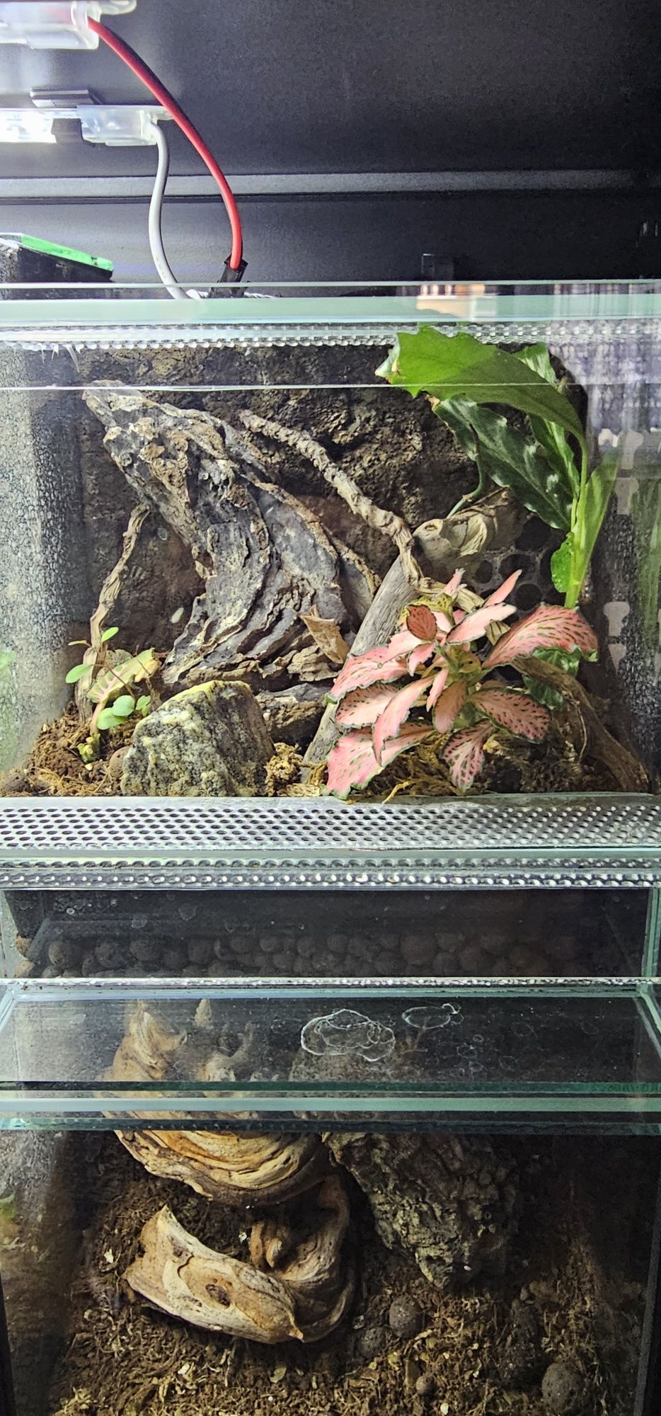 Terrarium 20x20x20. Skakun, hyllus diardi, phidippus regius, modliszka