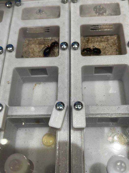 Муравьи Camponotus turkestanicus – купить с муравьиной фермой | 600грн