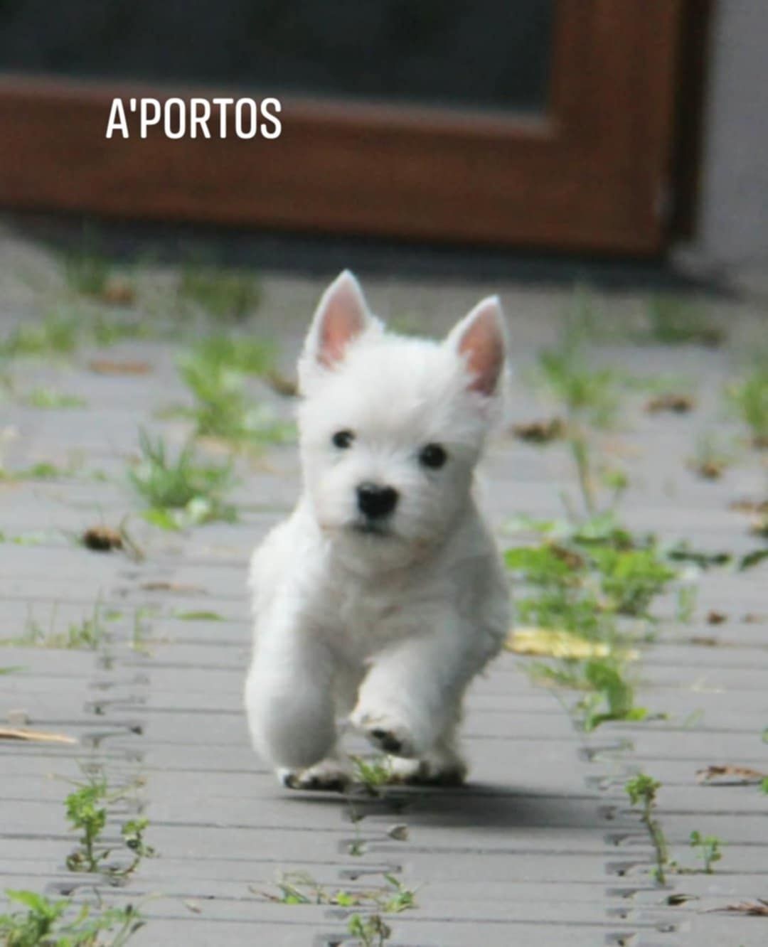 West highland white terrier - piesek ZKWP  FCI