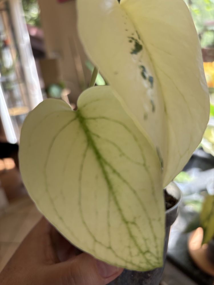 Monstera Deliciosa Mint cztero listna