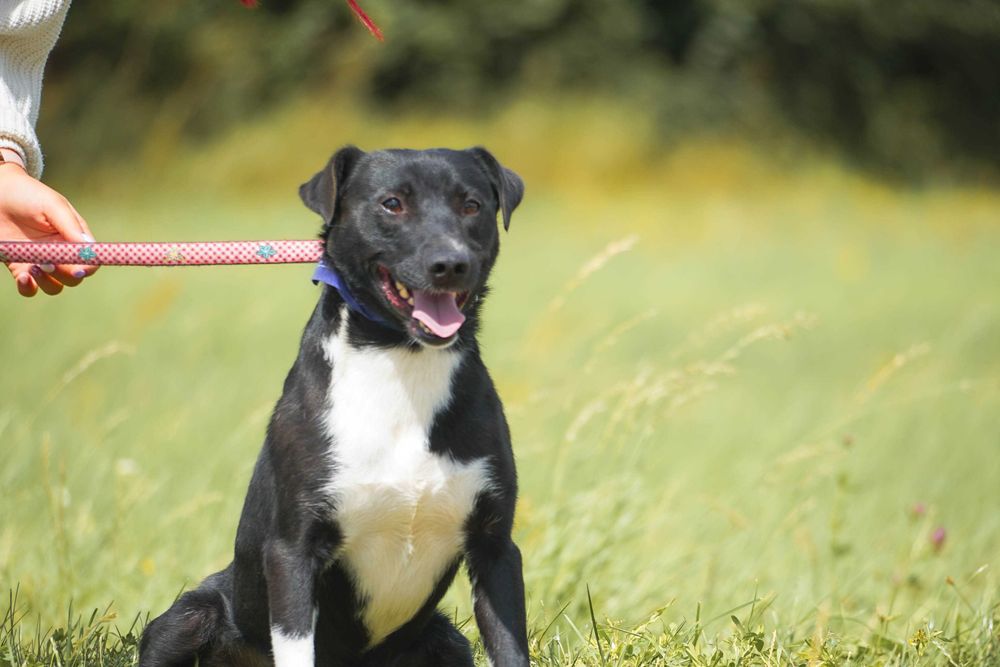 Organek - śliczny, niewielki pies szuka domu