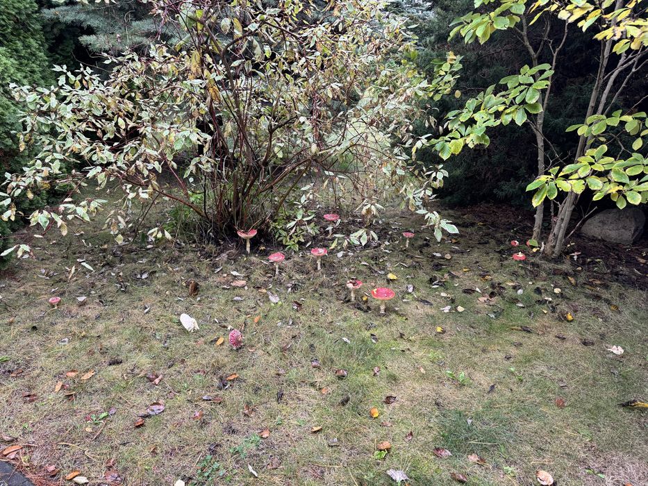 Audi A8 D5 55 TFSI Vat 23%