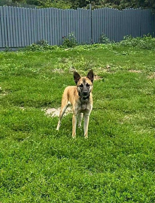 Oddam za darmo, do adopcji- Śliczna Funia szuka domu