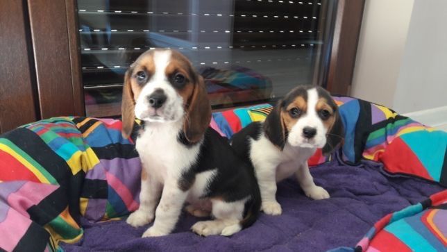 Beagle suczka z rodowodem