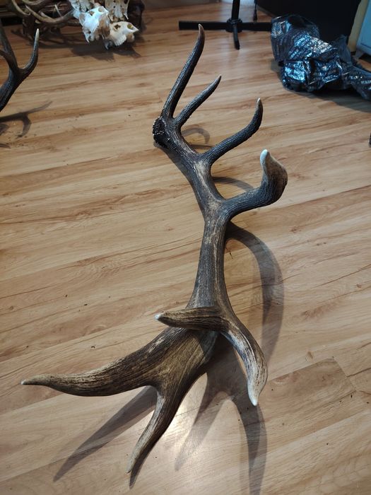 Poroże jelenia zrzuty mylkusy