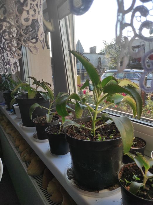 Żyworódka lecznicza