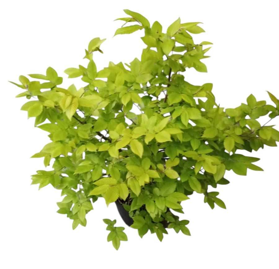 Drzewka bonsai zewnętrzne prebonsai