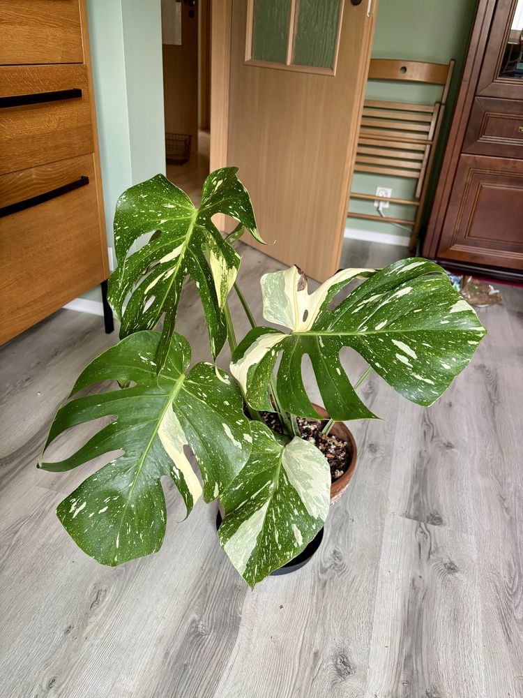 Monstera Thai Constellation cała roślina