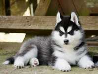 Przepiękna czarno-biała ciemnooka sunia Siberian Husky FCI