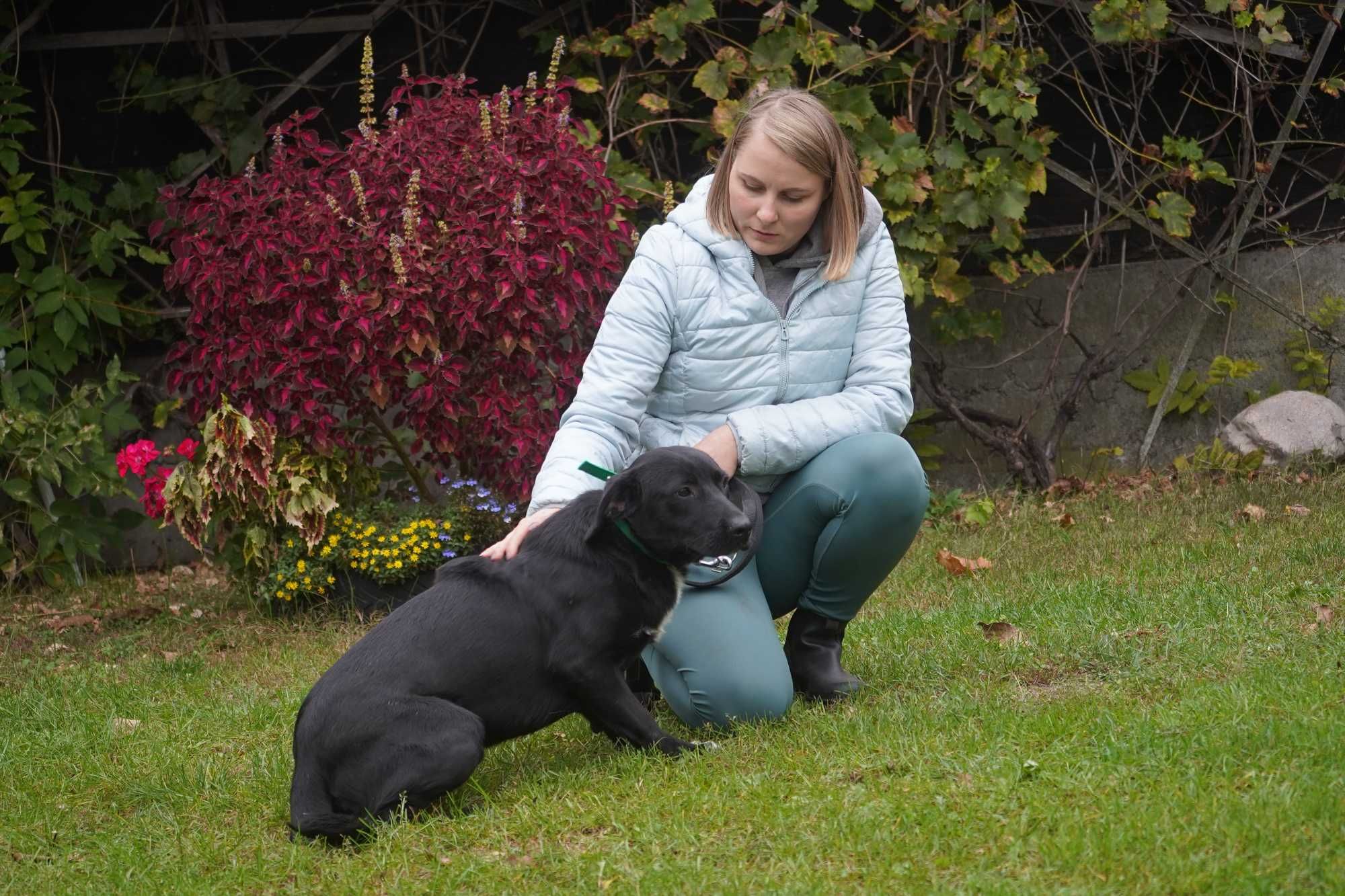 Tolek - piękny szczeniak w typie labrador