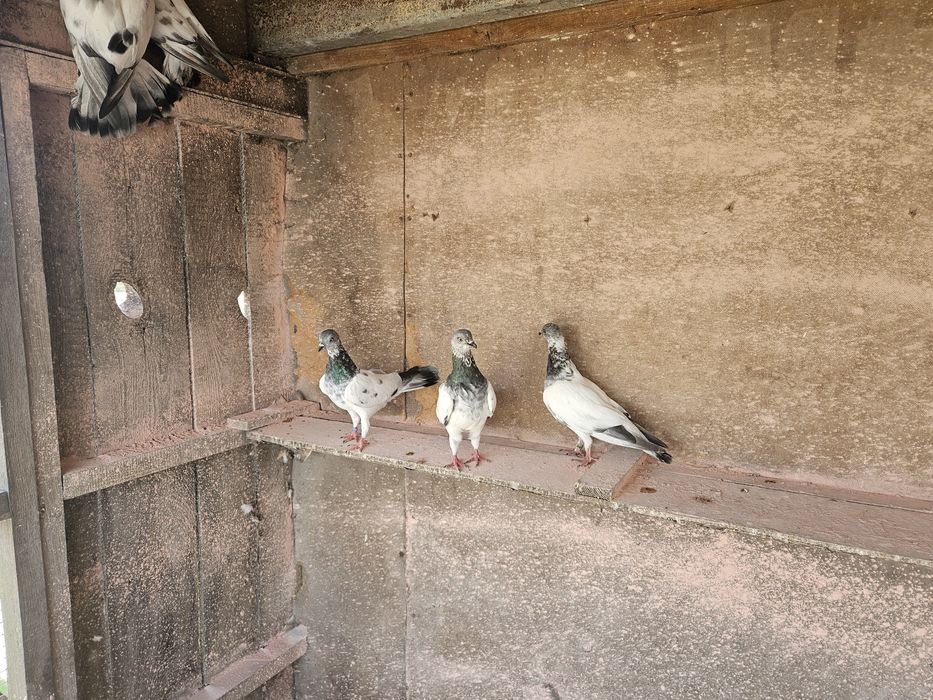 Budapeszty sportowe kończate