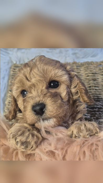 Pudel miniaturowy ZAREZERWOWANA