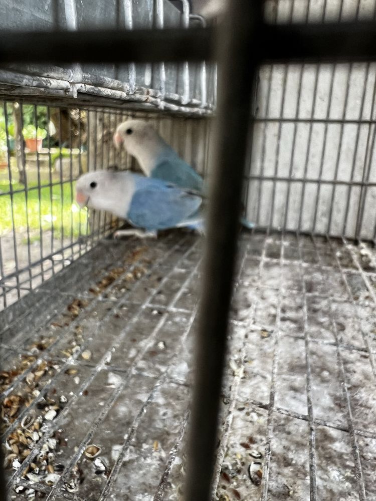Agapornis Roseicollis Machos 2025