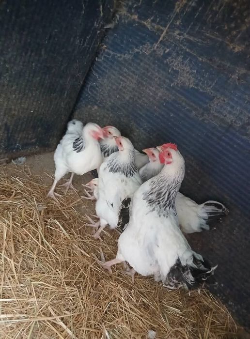 Várias raças de galinhas ornamentais