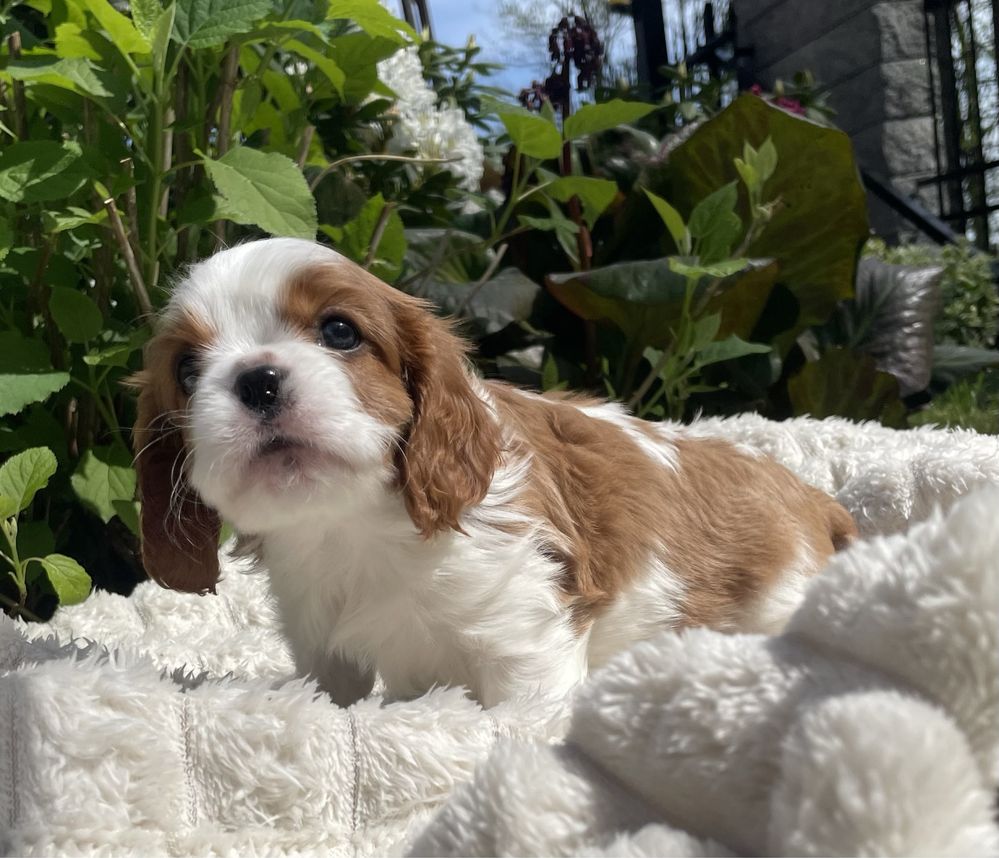 Samczyk Cavalier King Charles Spaniel