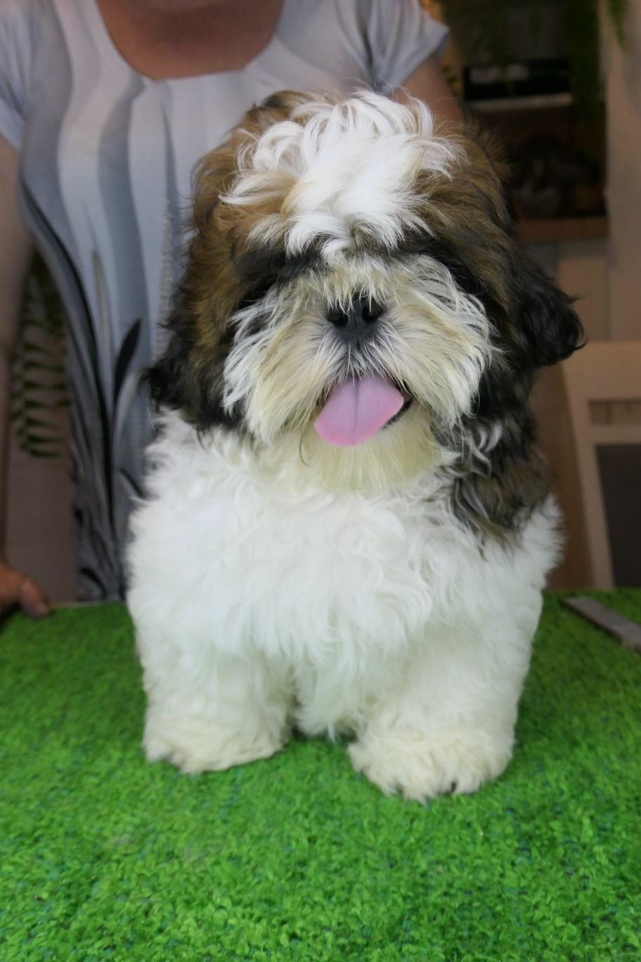 Piękny piesek shih tzu z rodowodem ZKwP (FCI)