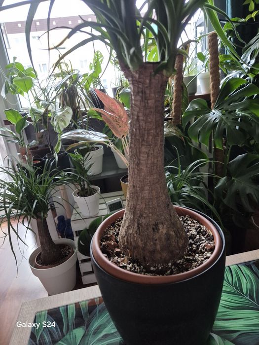 Beaucarnea nolina stopa słonia