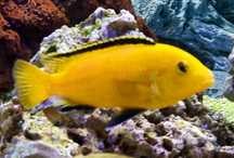 Pyszczak Pyszczaki yellow duże