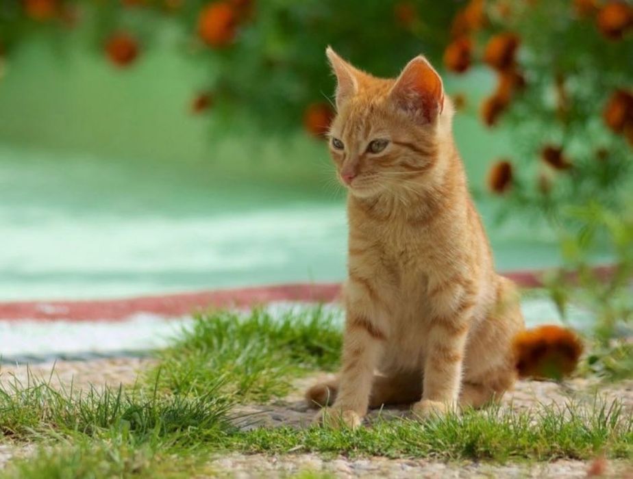 Красивые рыжие котята бесплатно