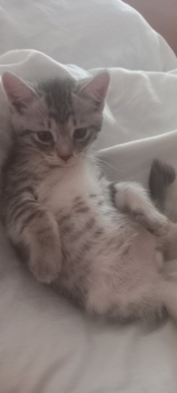 Кошеня хлопчик 1,5 місяці