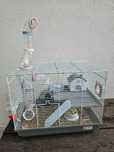 Hamster + gaiola + bola