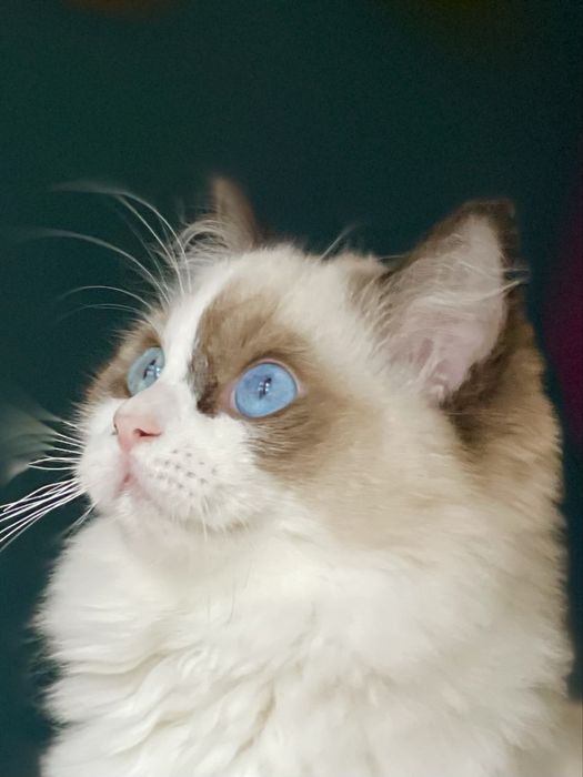 Młodziutka kotka hodowlana - rodowód FIFE/FPL