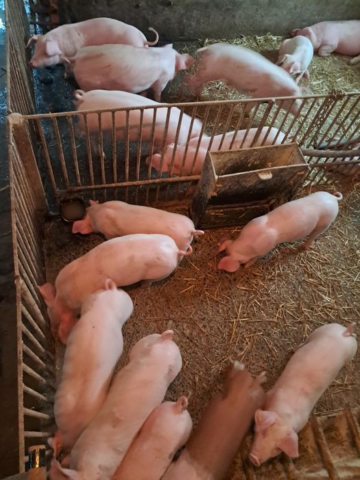 Prosięta z własnego gospodarswa