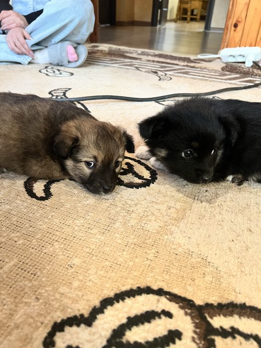 Віддамо собачок в добрі руки(дівчатка)