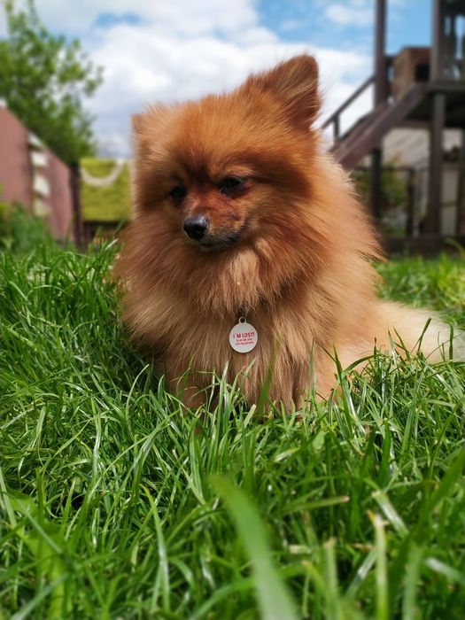 Померанский шпиц на вязку