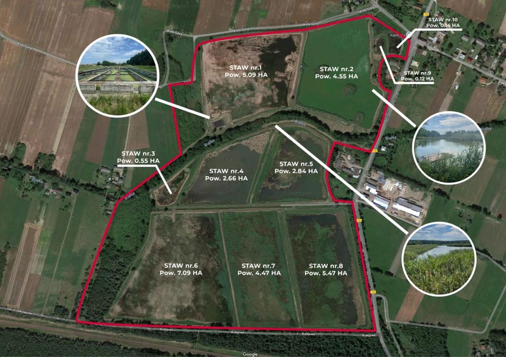 Stawy Hodowlane 50 ha - ogrodzone
