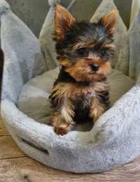 Yorkshire Terrier, york, yorki, piesek