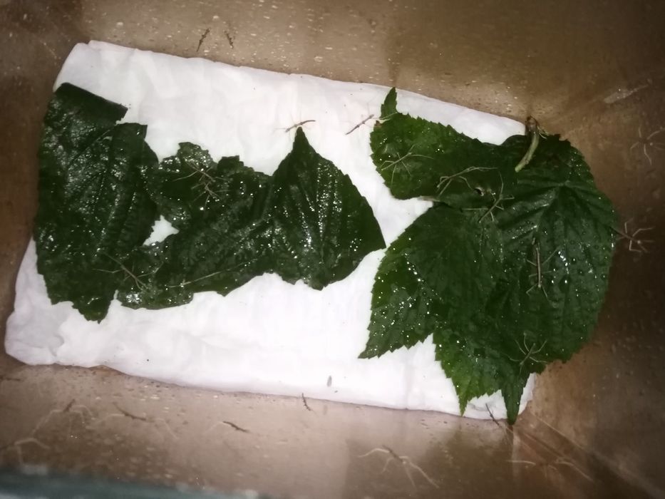 Patyczaki na sprzedaż