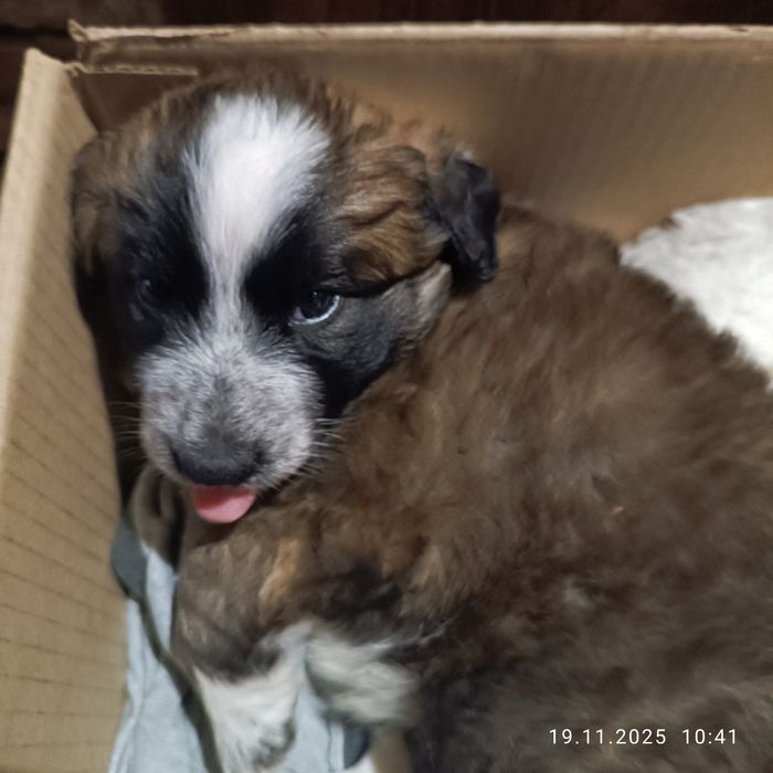 Отдам бесплатно щенка, девочка 2 месяца